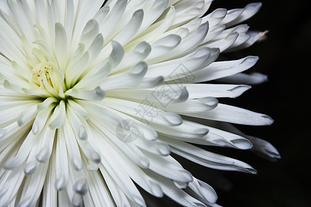 黑色背景上的 Aster 花朵宏图片