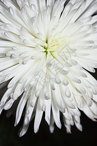 爱斯特花生活季节白色宏观花瓣叶子雏菊菊花植物家庭图片