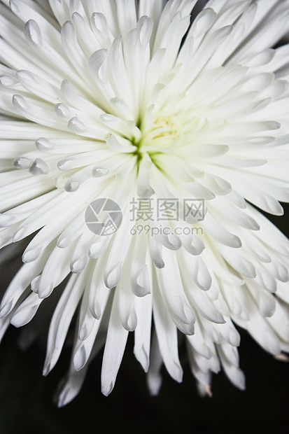 爱斯特花生活季节白色宏观花瓣叶子雏菊菊花植物家庭图片