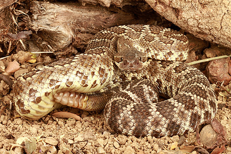 龙尾蛇的肖像爬虫毒液野生动物图片