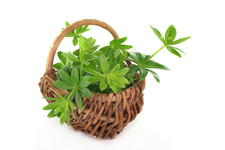 甜甜木头芳香植物味道玉竹香味香料草本植物绿色香气使者图片