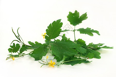 大开南丁百草汁液绿色草本植物黄色植物药物药品树叶药草图片