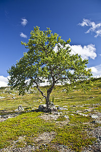 孤独的树和天空季节风景阳光植物群土地国家木头场景自由场地图片