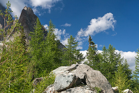 高山景观旅行阳光木头森林顶峰国家树木远足松树蓝色图片