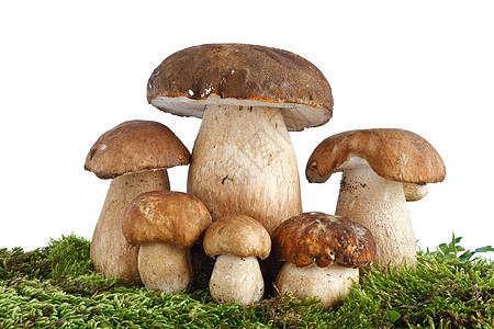 蘑菇团体棕色苔藓麝香食物植物蔬菜饮食季节性美食图片