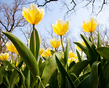 Tulips  雅普根品种花瓣场地花店边界栽培季节花园植物群阳光公园图片