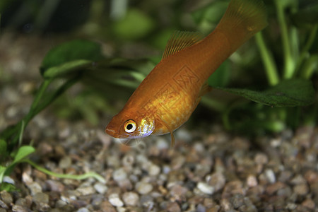 红箭尾鱼 水族馆罐体脚蹼动物界倒钩动物红剑尾尾巴淡水宏观爱好金子图片