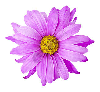 紫花 - 相片对象图片