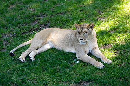 狮子狮座荒野哺乳动物捕食者豹属猎人女性毛皮危险生物猫科图片