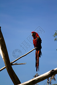 Macaw 硬体羽毛热带红色栖息动物鹦鹉背景图片