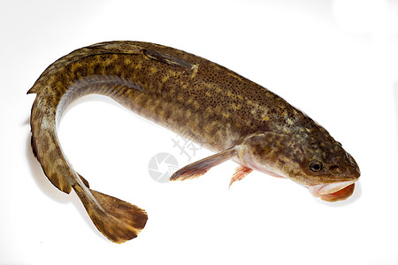 Burbot (Lota Loda) 孤立在白色上图片