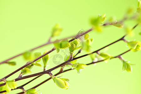 有绿春叶的树枝生长绿色灌木生活分支机构植物环境发芽绿色植物树叶图片