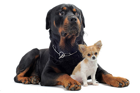 宝宝和狗和小狗吉娃娃宠物黑色动物纳犬犬类鼻子工作室婴儿友谊背景