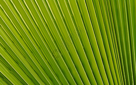 棕榈树叶宏观静脉绿色水平植物背景图片