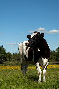 黑牛在田野放牧哺乳动物家畜牛奶乡村生物草地反刍动物牛肉场地农场图片