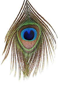 孔雀羽毛眼睛详情异国蓝色紫色情调翅膀尾巴柔软度宏观风格装饰图片