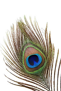孔雀羽毛详情紫色眼睛金子装饰宏观柔软度情调野生动物异国蓝色图片