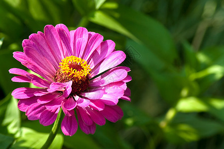 绿色背景的金银色紫红色花朵花园紫色植物群活力花瓣粉色植物黄色快乐图片