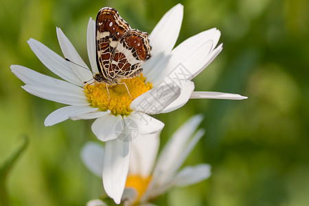 美丽的蝴蝶 在雏菊上挂着翅膀图片