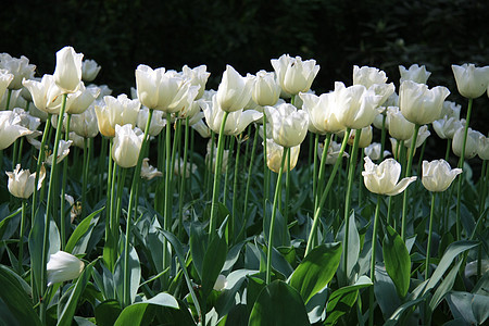 白色郁金香叶子季节粉色紫色园艺花束花瓣花朵花园植物群图片