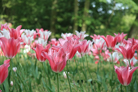 粉红色郁金香花瓣白色花园园艺绿色太阳植物季节叶子紫色图片