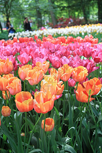 橙 粉红和红色郁金香叶子花园太阳园艺植物花瓣季节花朵花束粉色图片