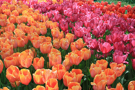 橙 粉红和红色郁金香绿色植物园艺季节植物群太阳粉色叶子花园花瓣图片