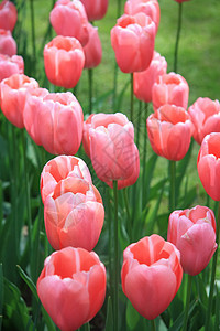 粉红色郁金香花瓣园艺绿色叶子花园花朵太阳植物群季节植物图片
