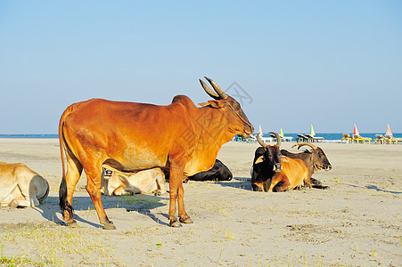 牛在沙滩上家畜喇叭天空反刍动物棕色农业海洋乡村哺乳动物场景图片