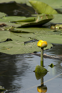 在池塘的树叶中 有百合水公园花园叶子植物植物学花瓣禅意图片