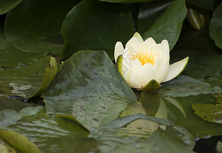 在池塘的树叶中 有百合水植物学花瓣植物花园叶子公园禅意图片