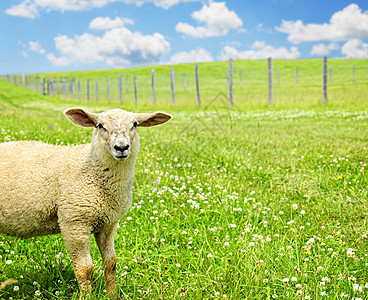 可爱的年轻羊羊哺乳动物蓝色乡村动物农场母羊天空草地农业卷曲图片