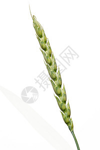 小麦耳玉米农场植物作物食物麦穗绿色种子生长庄稼图片