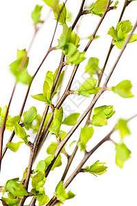 有绿春叶的树枝生态环境灌木发芽分支机构绿色生活绿色植物季节树叶图片