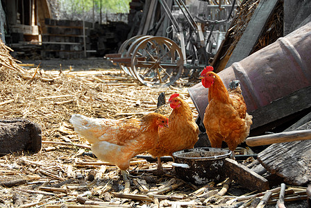 生锈农场院子里的母鸡金子公鸡农村鸟类乡村村庄栖息地羽毛食物小鸡图片