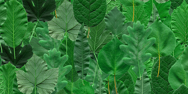 树叶拼贴核桃橡木榛子绿色叶子植被植物图片