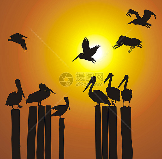 太阳月光和日落插图涉水码头荒野羽毛黄色沼泽库存动物园动物群图片