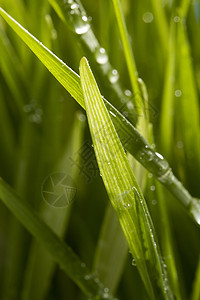 绿绿草活力植物学生态叶子雨滴场地生活草地光合作用生长图片