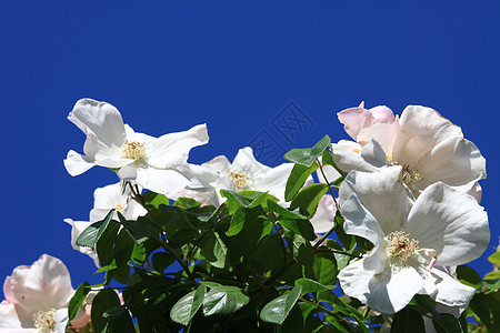 白玫瑰花花植物群植物白色宏观花园绿色分支机构太阳阳光照射季节性图片