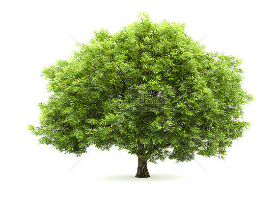 孤立树脆皮柳树木头绿色植物树皮叶子小枝植物群植物白色图片