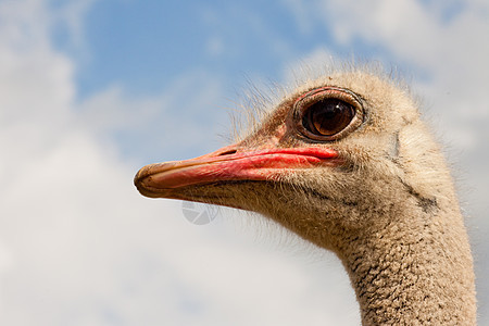 奥斯特里希的肖像 斯特鲁蒂奥骆驼天空查询眼睛好奇心动物野生动物农场公园鸵鸟脖子图片
