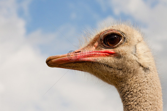 奥斯特里希的肖像 斯特鲁蒂奥骆驼天空查询眼睛好奇心动物野生动物农场公园鸵鸟脖子图片
