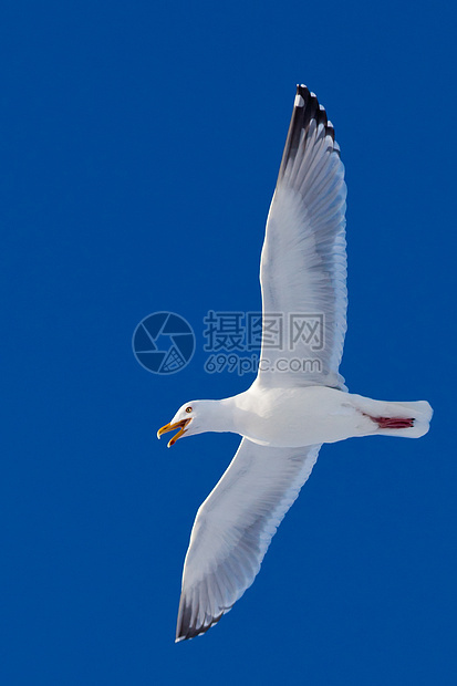 呼叫海鸥在蓝天飞翔银色翼展野生动物蓝色羽毛天空航班翅膀海鸟优美图片