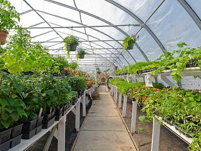 商业温室内有床上用具厂塑料苗圃绿化销售栽培花盆叶子园林生长花园图片