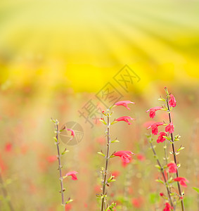 花背景雏菊花园太阳草地场地花瓣日落药品植物学辉光图片