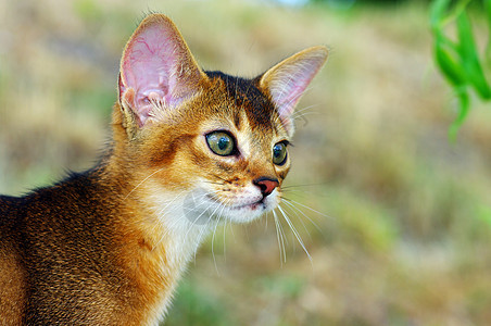 在绿草背景之上的 深沉小猫摄影哺乳动物黄色绿色爆头照片生物眼睛猫科正面图图片