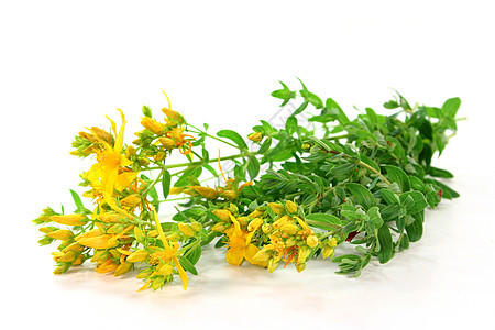 圣约翰的魔咒草本植物药品叶子药材白色植物绿色黄色图片