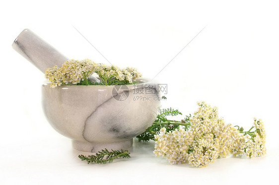 亚窄雏菊植物家庭药草草地绿色菊科花园叶子白色图片