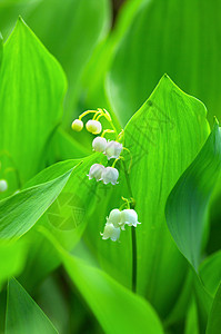 绿色森林里有百合的花朵图片