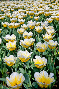 Tulips  雅普根品种边界叶子公园季节阳光栽培场地植物群花店花瓣图片